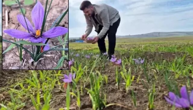 O ilimiz resmen şaha kalkacak! Fiyatını duyanlar “yok artık” diyor