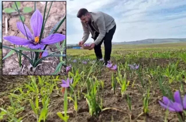 O ilimiz resmen şaha kalkacak! Fiyatını duyanlar “yok artık” diyor