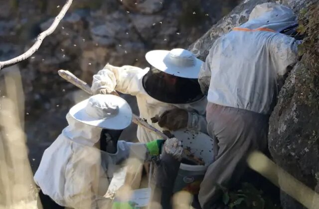 Özel izinle bölgeye giriliyor, binbir zahmetle toplanıp dudak uçuklatan rakama satılıyor