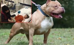 Pitbull dehşeti! İki küçük kardeş ölümden döndü