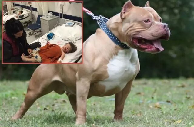 Pitbull dehşeti! İki küçük kardeş ölümden döndü