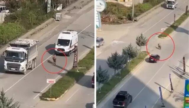 Sahibinin elinden kaçtı, trafiği birbirine kattı