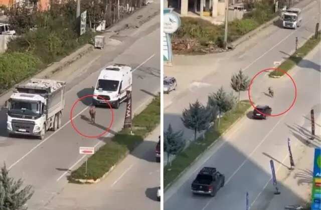 Sahibinin elinden kaçtı, trafiği birbirine kattı
