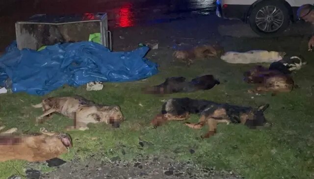 Samsun’da çöp konteynerinde 9 telef olmuş köpek bulundu