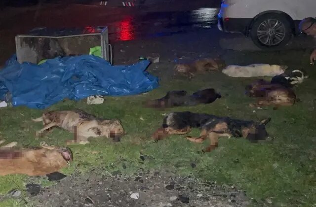 Samsun’da çöp konteynerinde 9 telef olmuş köpek bulundu