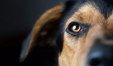 Sıra dışı kaza: Köpek sahibini vurdu