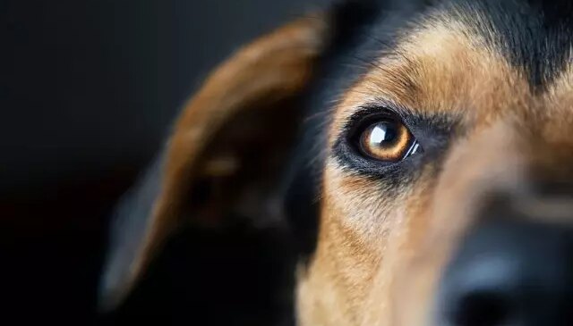 Sıra dışı kaza: Köpek sahibini vurdu