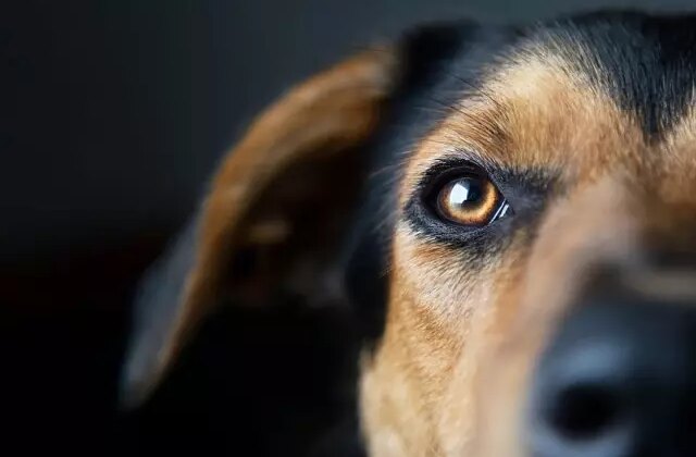 Sıra dışı kaza: Köpek sahibini vurdu