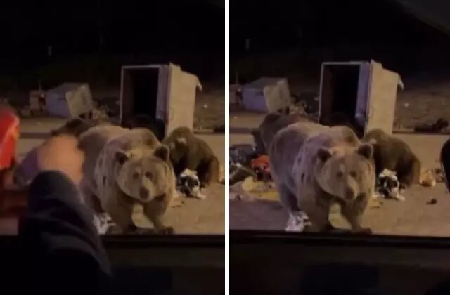 Sucuk vermek istediği ayının hedefi oldu! Yürekleri ağıza getiren anlar kameralarda