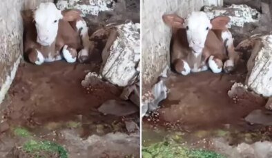 Talihsiz buzağı: Dış görünüşü nedeniyle annesi bile onu istemiyor