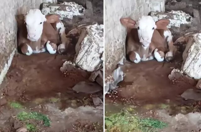 Talihsiz buzağı: Dış görünüşü nedeniyle annesi bile onu istemiyor