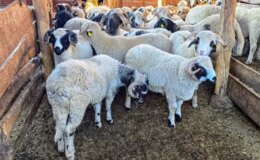 Tokat Gaziosmanpaşa Üniversitesi, Tescilli Karayaka Koyunu İçin Üretim Tesisi Kurdu