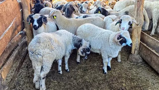 Tokat Gaziosmanpaşa Üniversitesi, Tescilli Karayaka Koyunu İçin Üretim Tesisi Kurdu