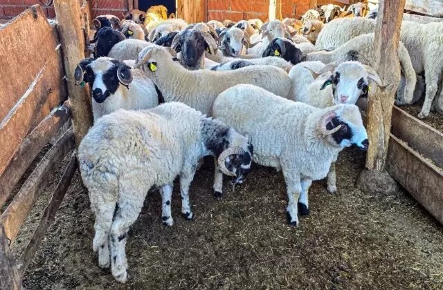 Tokat Gaziosmanpaşa Üniversitesi, Tescilli Karayaka Koyunu İçin Üretim Tesisi Kurdu
