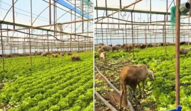 Ürün para etmeyince seraya koyun sürüsünü saldı