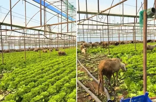 Ürün para etmeyince seraya koyun sürüsünü saldı