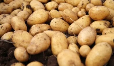 Uzman Uyarısı: Yeşillenen, Filizlenen ve Lekeli Patatesler Sağlık Riski Taşıyor