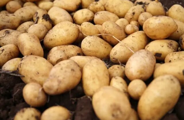 Uzman Uyarısı: Yeşillenen, Filizlenen ve Lekeli Patatesler Sağlık Riski Taşıyor