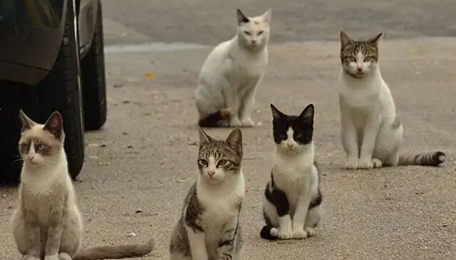 Yeni Zelanda kedilere karşı savaş ilan etti! 2.5 milyon tanesi öldürülecek