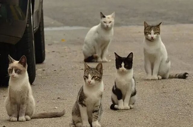 Yeni Zelanda kedilere karşı savaş ilan etti! 2.5 milyon tanesi öldürülecek