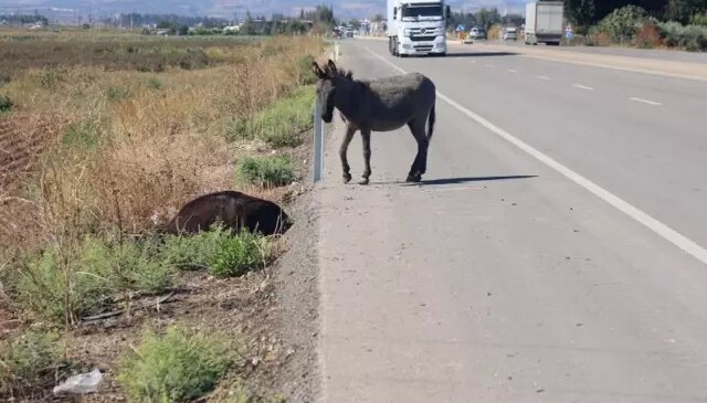 Yürek yakan anlar! Saatlerce annesinin başında ağladı