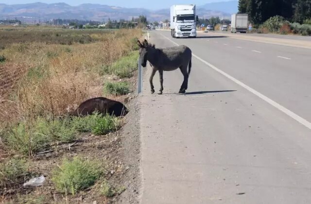 Yürek yakan anlar! Saatlerce annesinin başında ağladı
