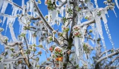 Zirai dondan etkilenen çiftçilere dev destek