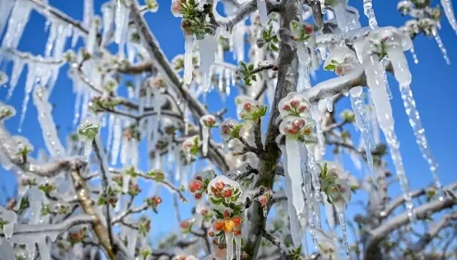 Zirai dondan etkilenen çiftçilere dev destek