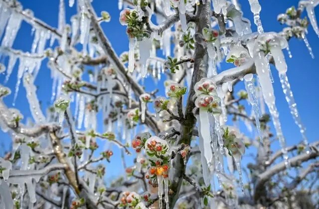 Zirai dondan etkilenen çiftçilere dev destek