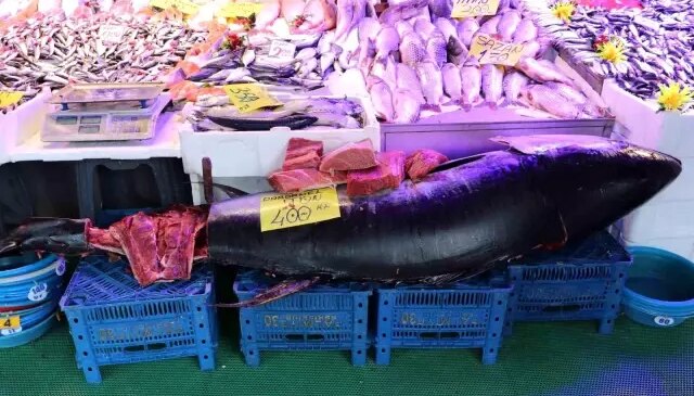 Türkiye’de nadir rastlanıyor, özel izinle satılabiliyor! Tam 280 kilo