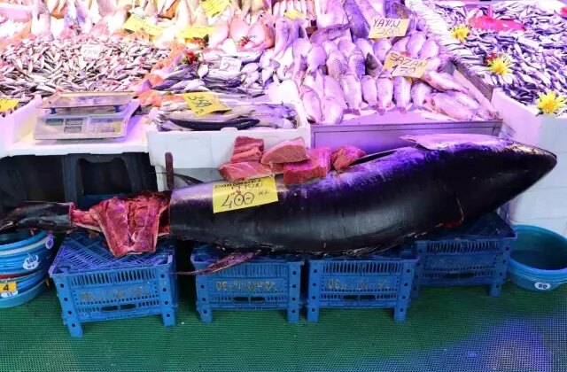 Türkiye’de nadir rastlanıyor, özel izinle satılabiliyor! Tam 280 kilo