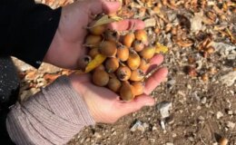 30 yıl önce biri yaptı ve ortadan kayboldu! Toplayan hem satıyor hem şifa buluyor