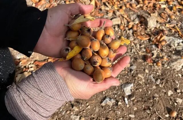 30 yıl önce biri yaptı ve ortadan kayboldu! Toplayan hem satıyor hem şifa buluyor