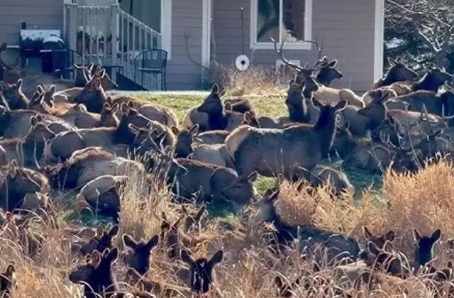 ABD’de geyik alarmı verildi; dev sürü bahçeleri istila etti
