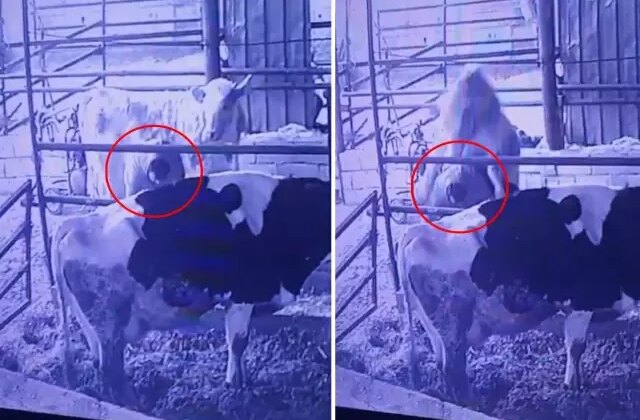 Ahırda bir garip olay! Videosu olmasa kimse inanmaz