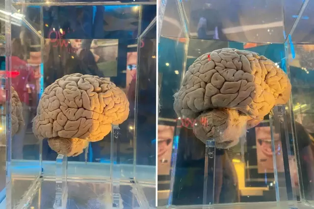 amsterdam daki dev arsiv 5 bin 300 beyin yapay 19344680 8325 o