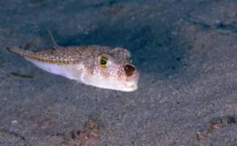 Bu balığı avladılar, 1 milyon 227 bin 144 lira destek aldılar