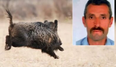Avlamak istediği domuz talihsiz adamın sonu oldu