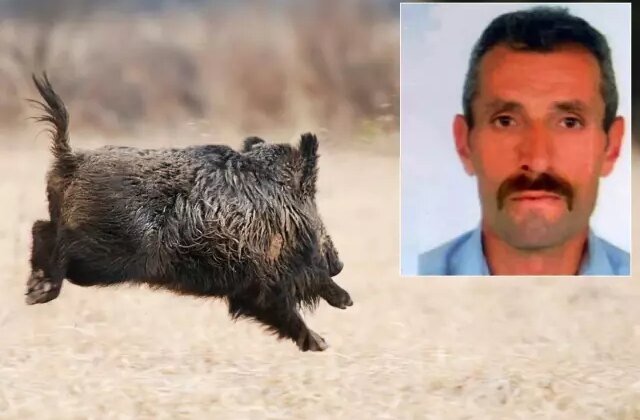 Avlamak istediği domuz talihsiz adamın sonu oldu