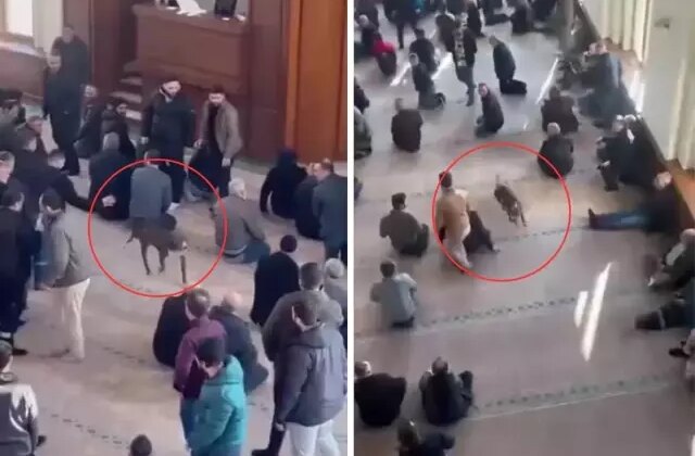Pitbull bir anda içeriye girdi! Cami cemaati nereye uğradığını şaşırdı