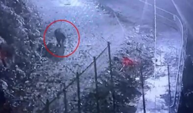 Bir ilin kabusu oldu! Görüntüyü izleyen avcılar harekete geçti