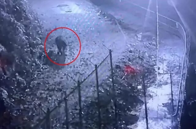 Bir ilin kabusu oldu! Görüntüyü izleyen avcılar harekete geçti