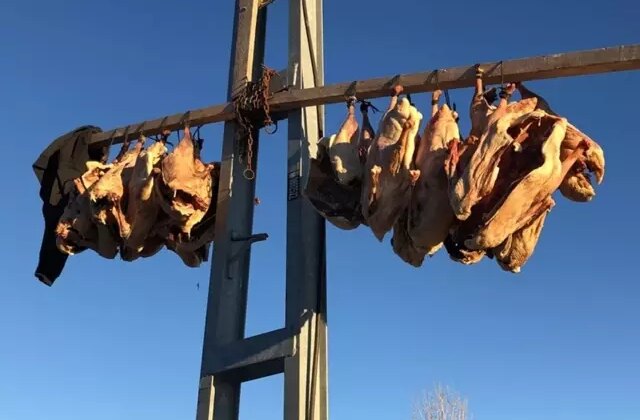 Bölge halkının beklediği dönem geldi: Tanesini 6 bin liraya satıyorlar