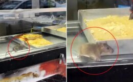 Börek tezgahında fareler cirit attı