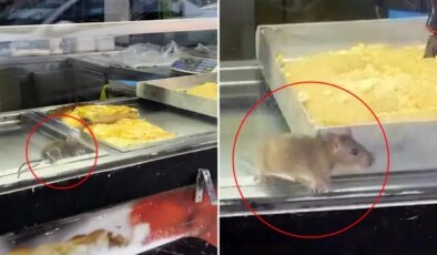Börek tezgahında fareler cirit attı