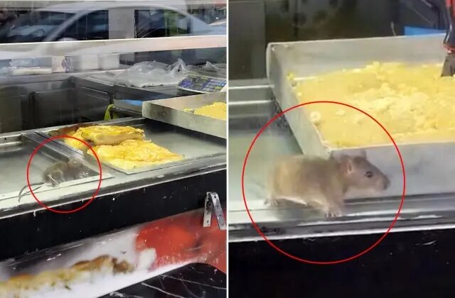 Börek tezgahında fareler cirit attı