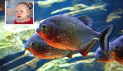 Brezilya’da 2 yaşındaki kız çocuğu pirana saldırısında hayatını kaybetti