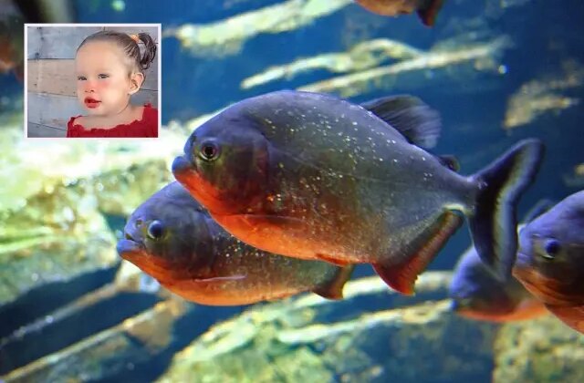 Brezilya’da 2 yaşındaki kız çocuğu pirana saldırısında hayatını kaybetti