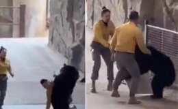 Çin’deki safari parkında bakıcısına saldıran ayı dehşet saçtı