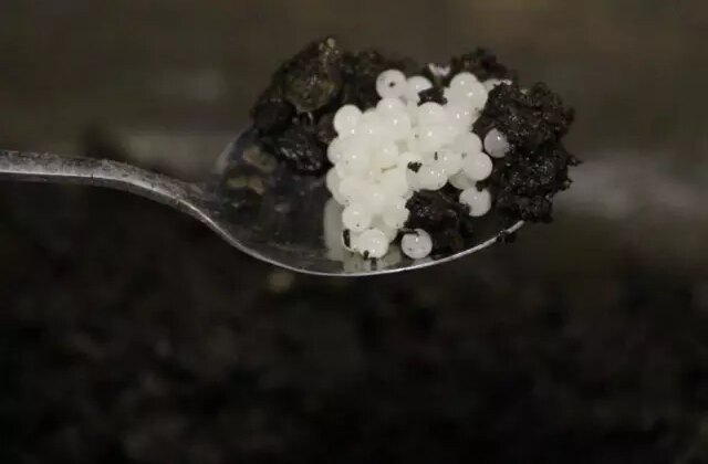 Değeri 150 bin lira! Keşfettiği hayvan hayatını değiştirdi